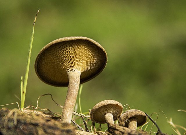 Polisporus 1